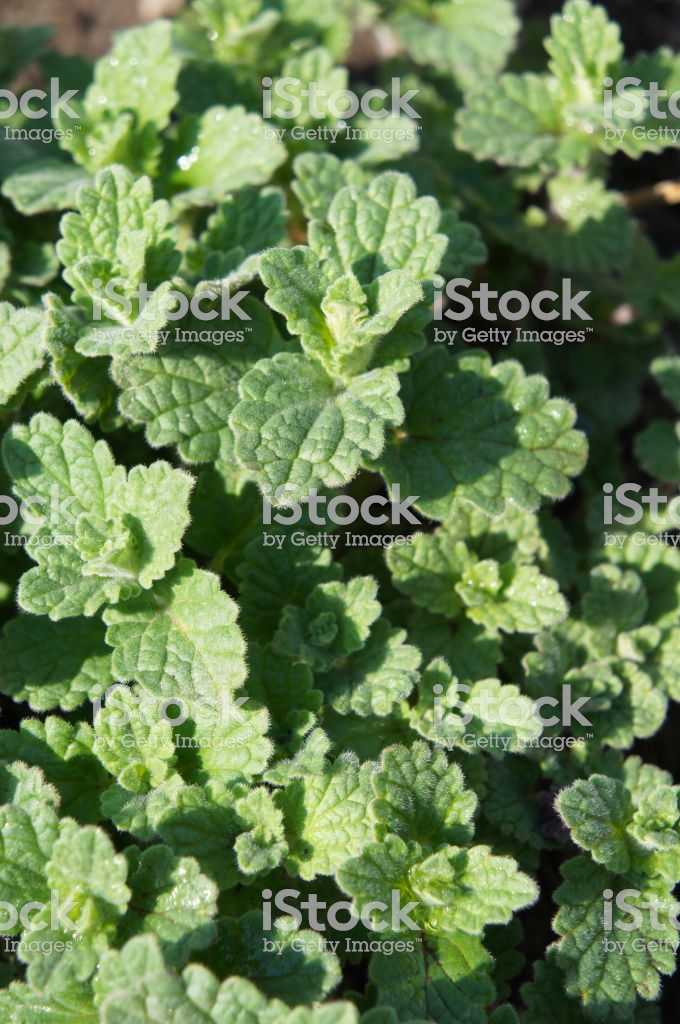 Nepeta Or Catnip Catmint Green Herb Background Vertical Stock