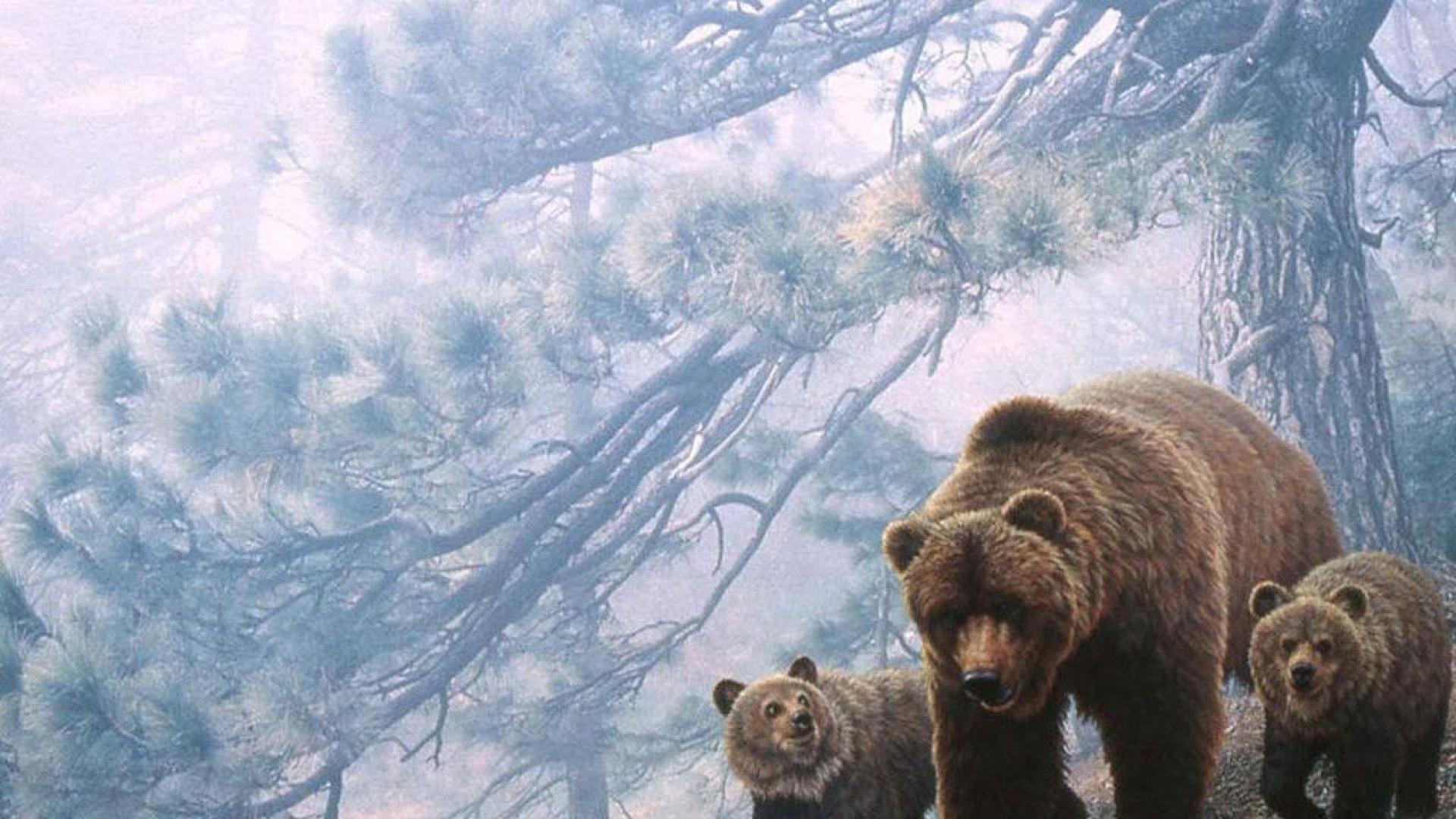Grizzly Bear Wallpaper HD