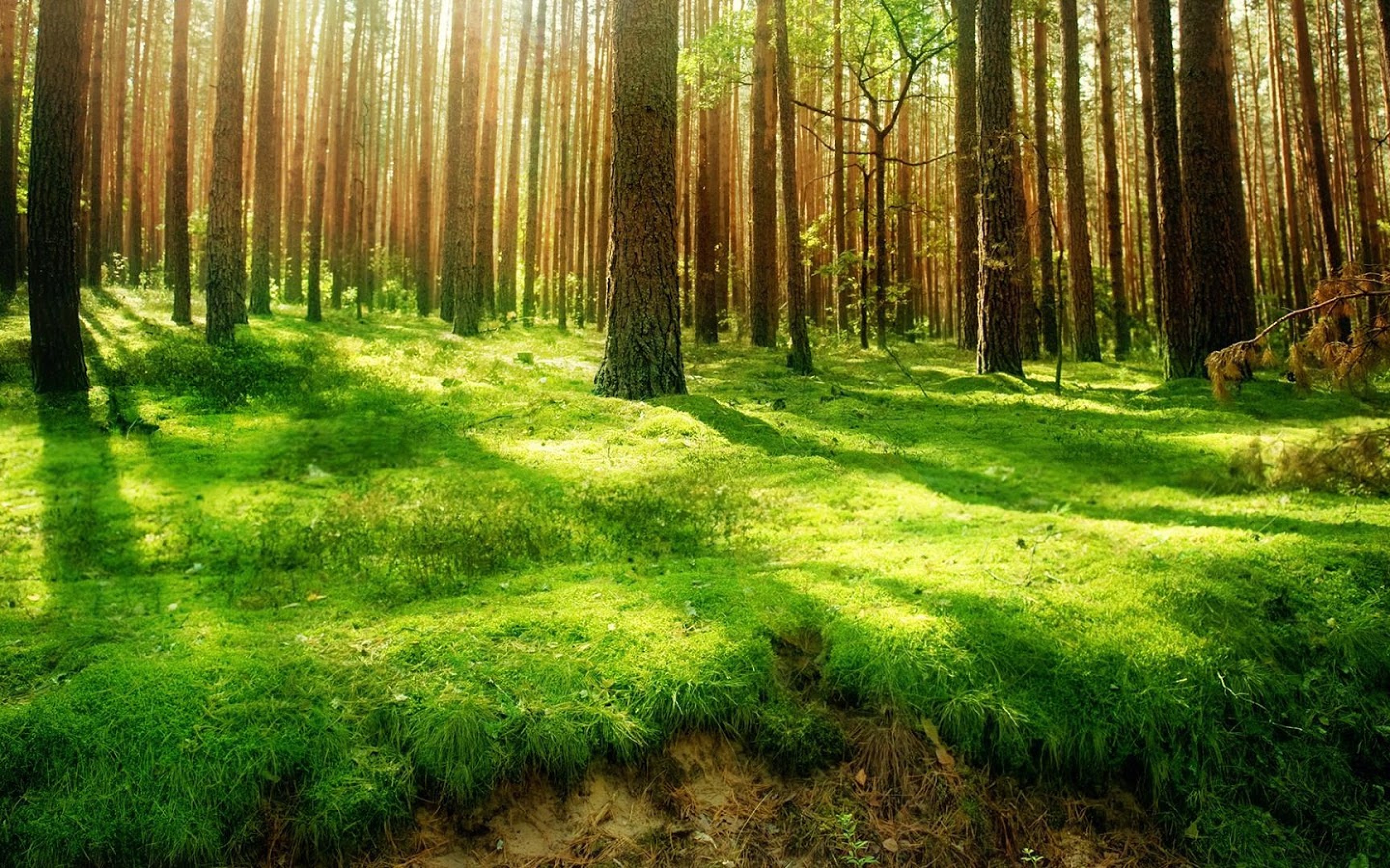 Forest Green Land Wallpaper Style