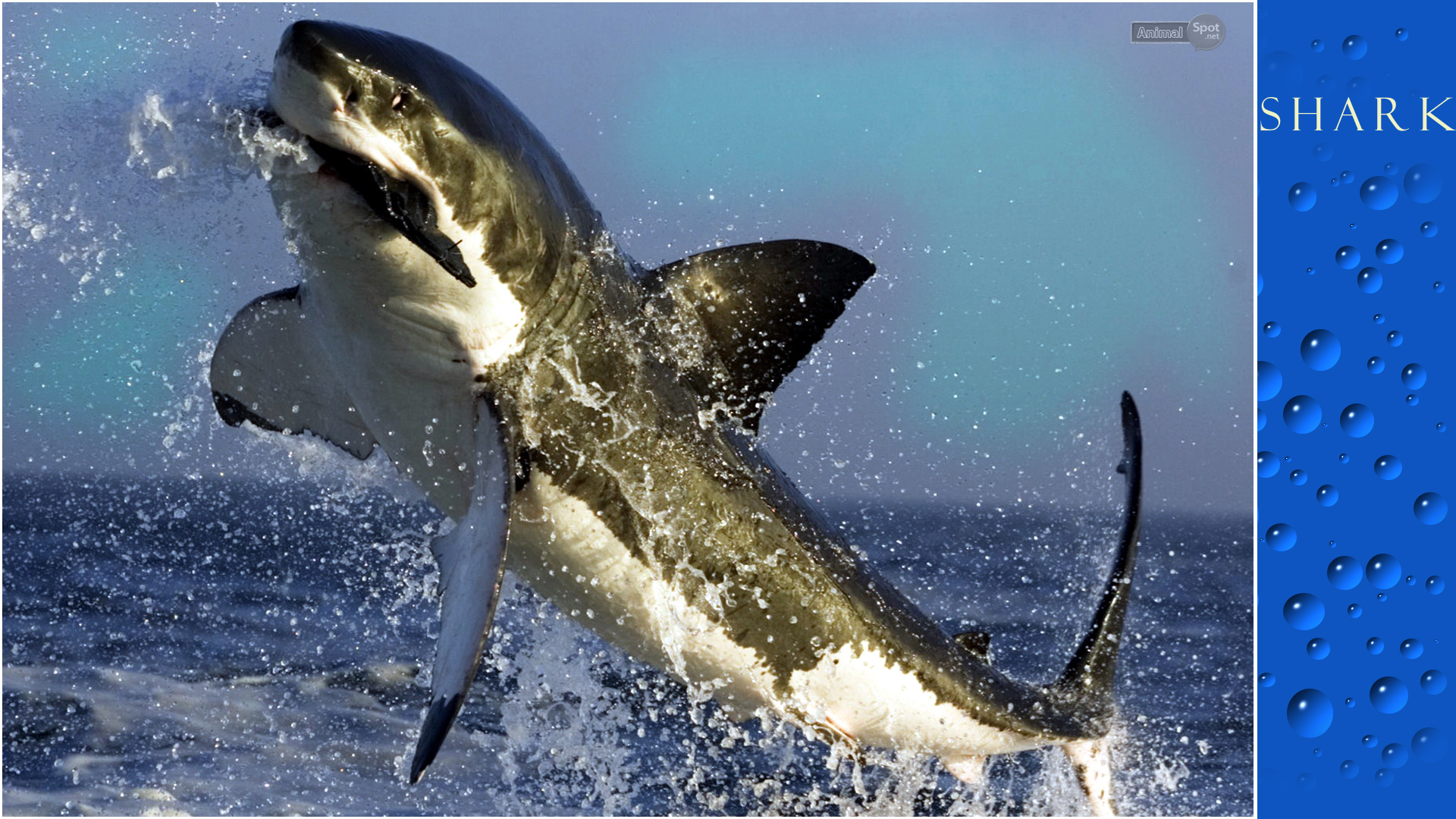 Pics Photos Shark Deadly White Sharks