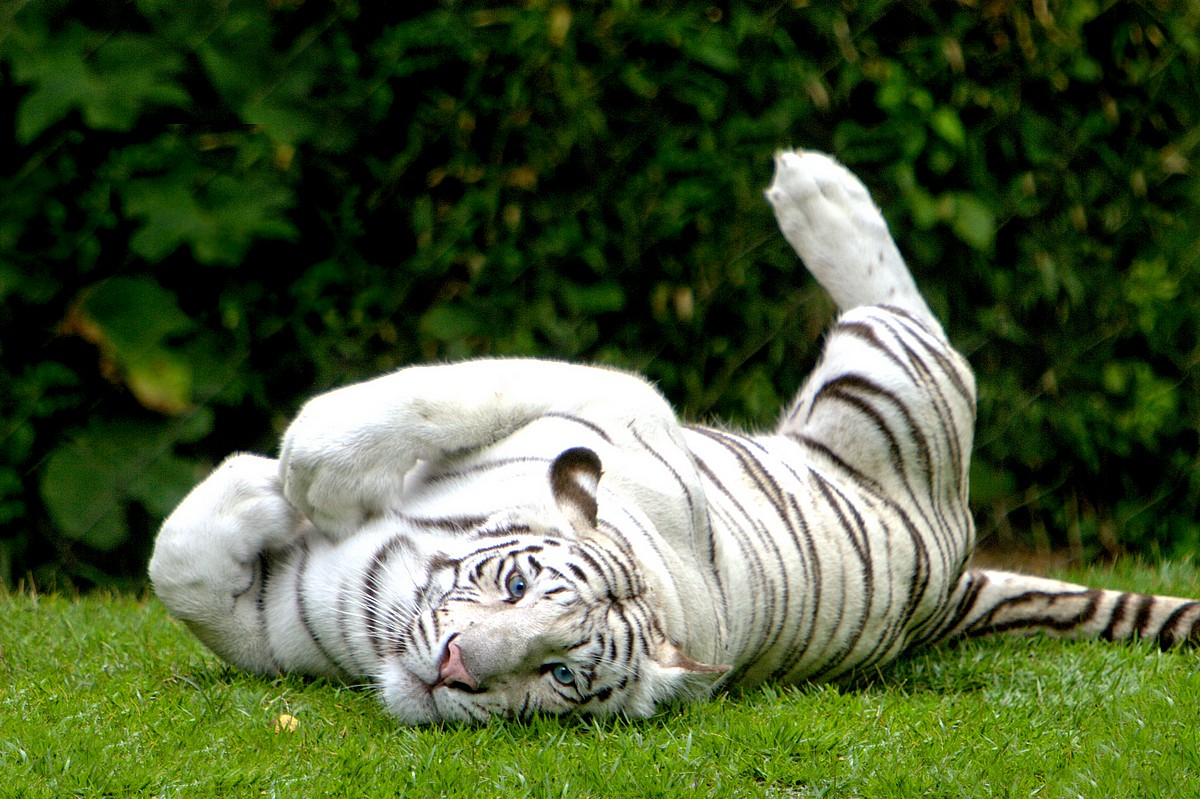 Bengal Tiger Information Informative Facts