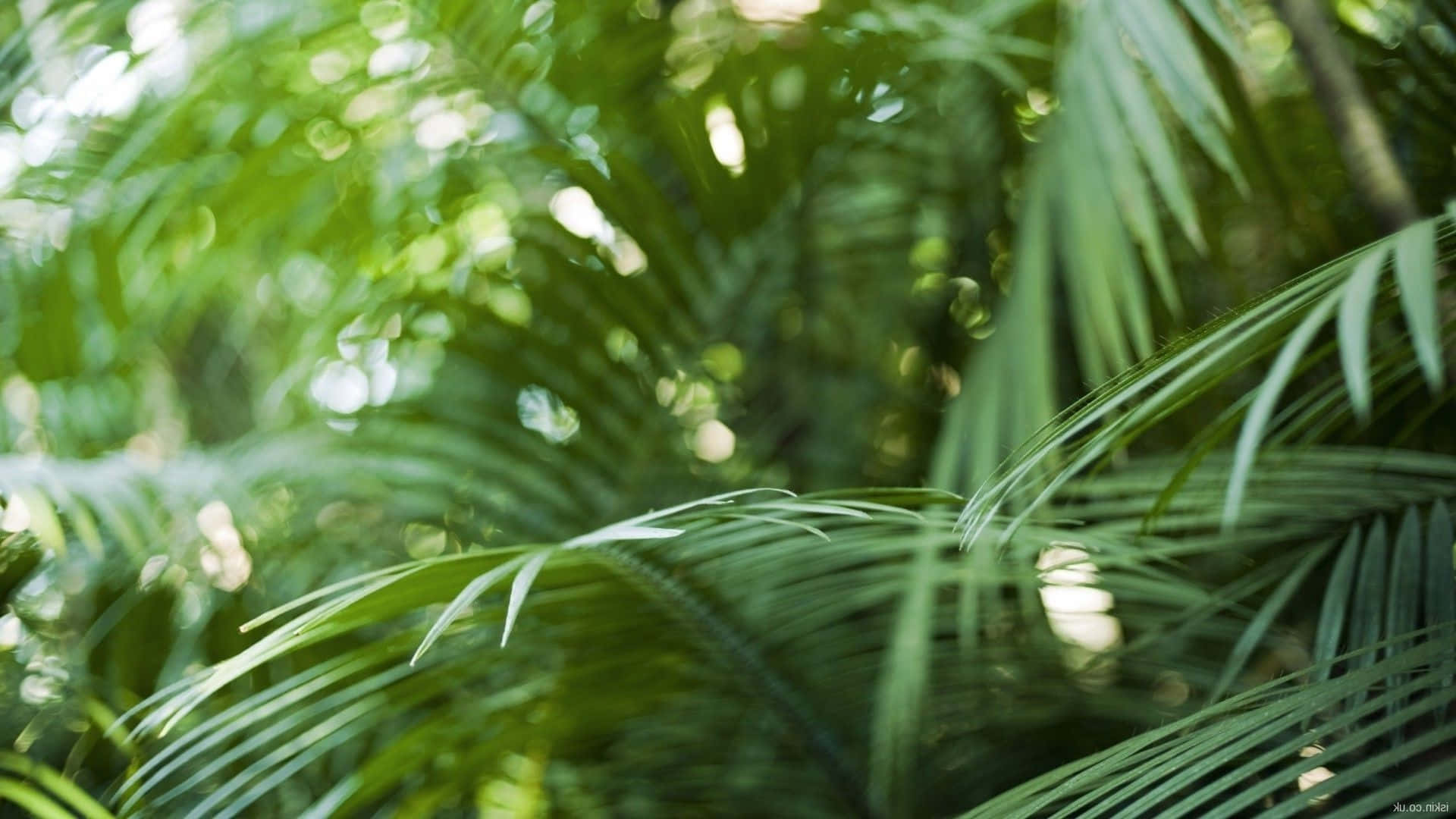 Tropical Leaves Desktop X Wallpaper