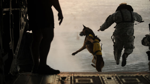 Awesome Photos Of War Dogs Showing How Badass And Cute They Can Be