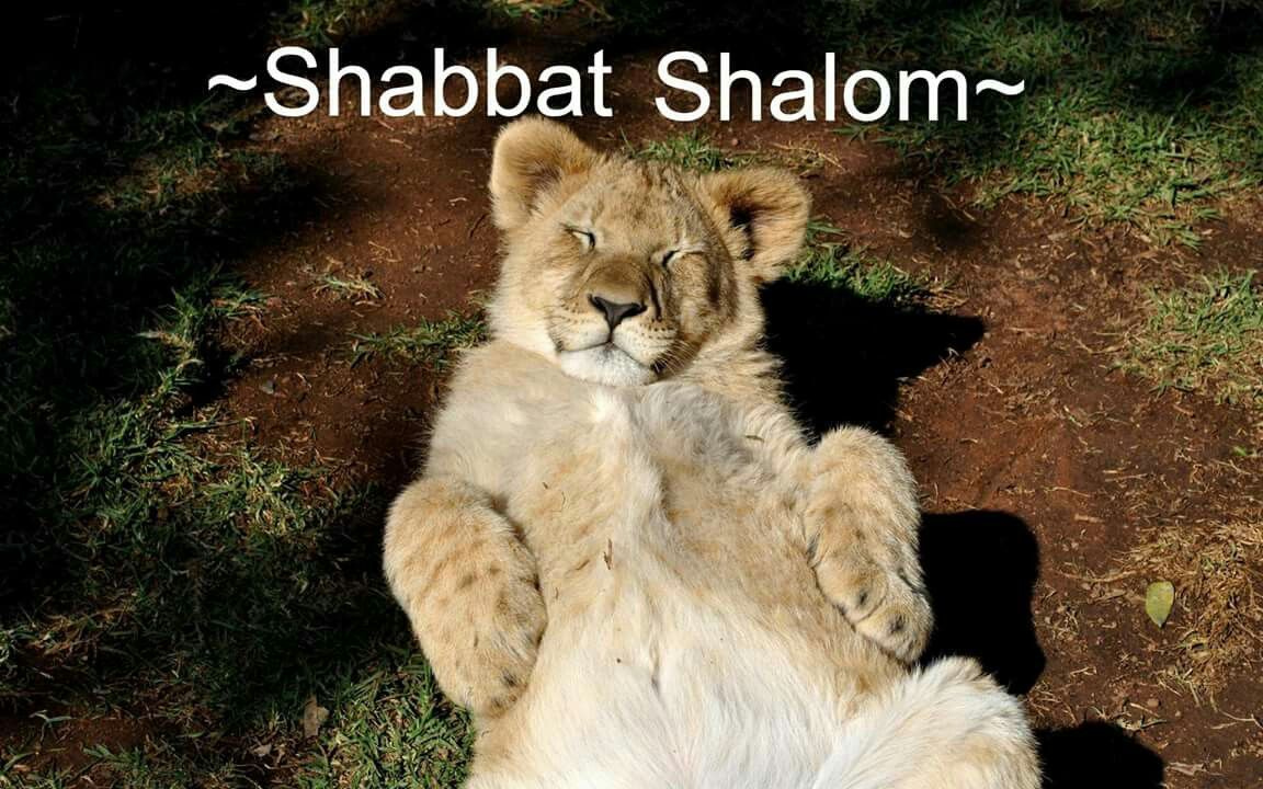 Shabbat Shalom Sabbath Lion Image Animal Wallpaper