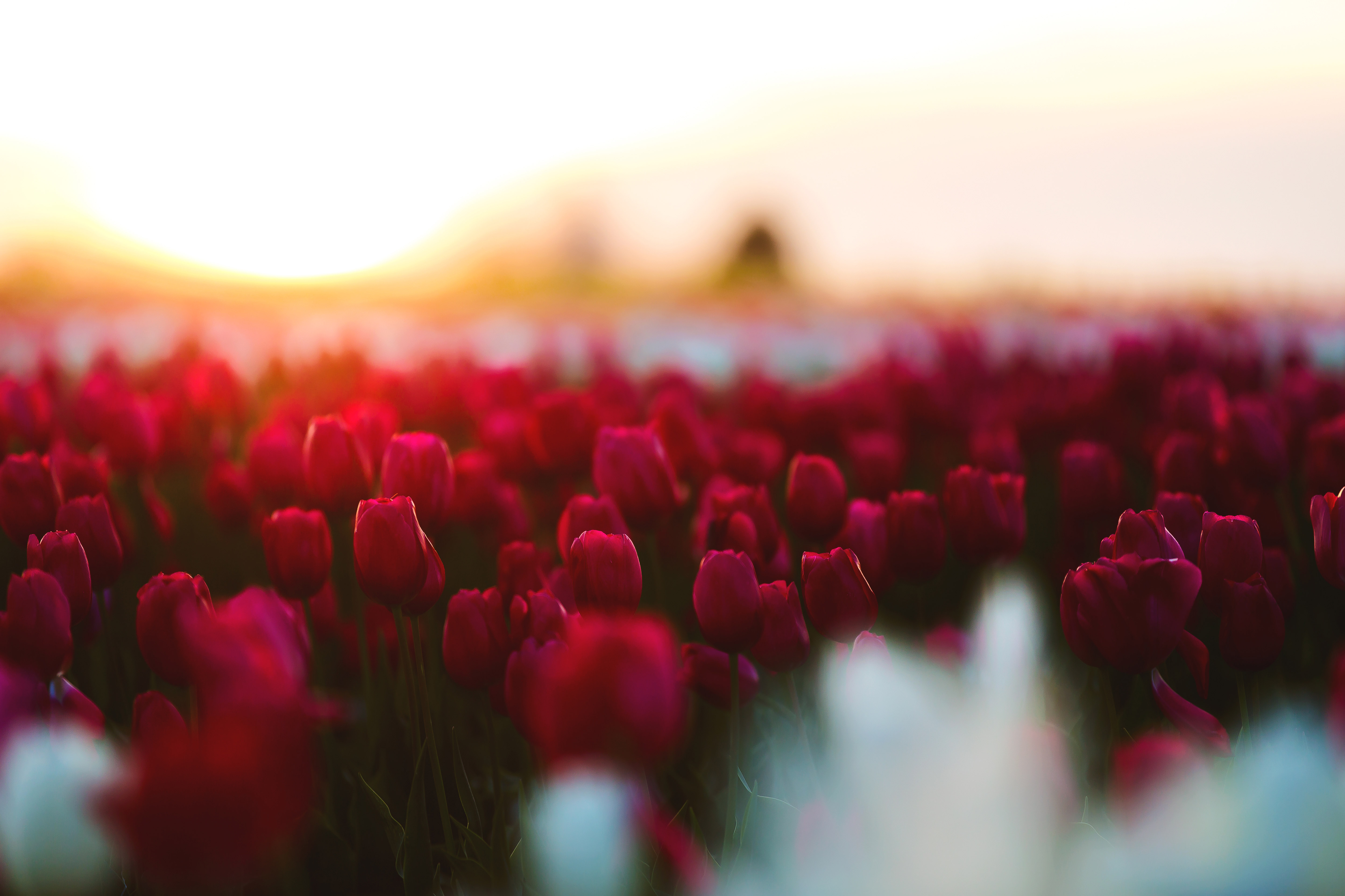 Tulips Flowers Field HD 4k Wallpaper Image Photos And Picture