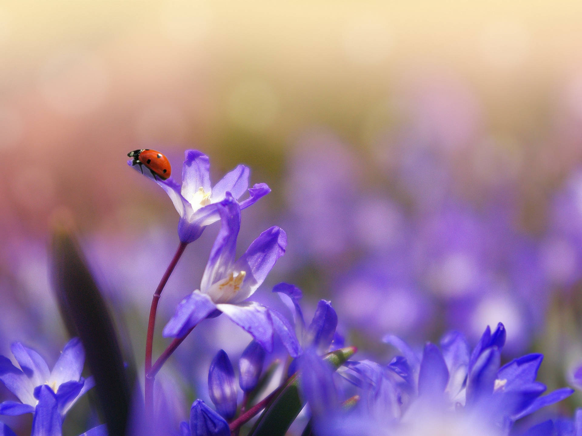 Purple Flower Desktop Wallpaper