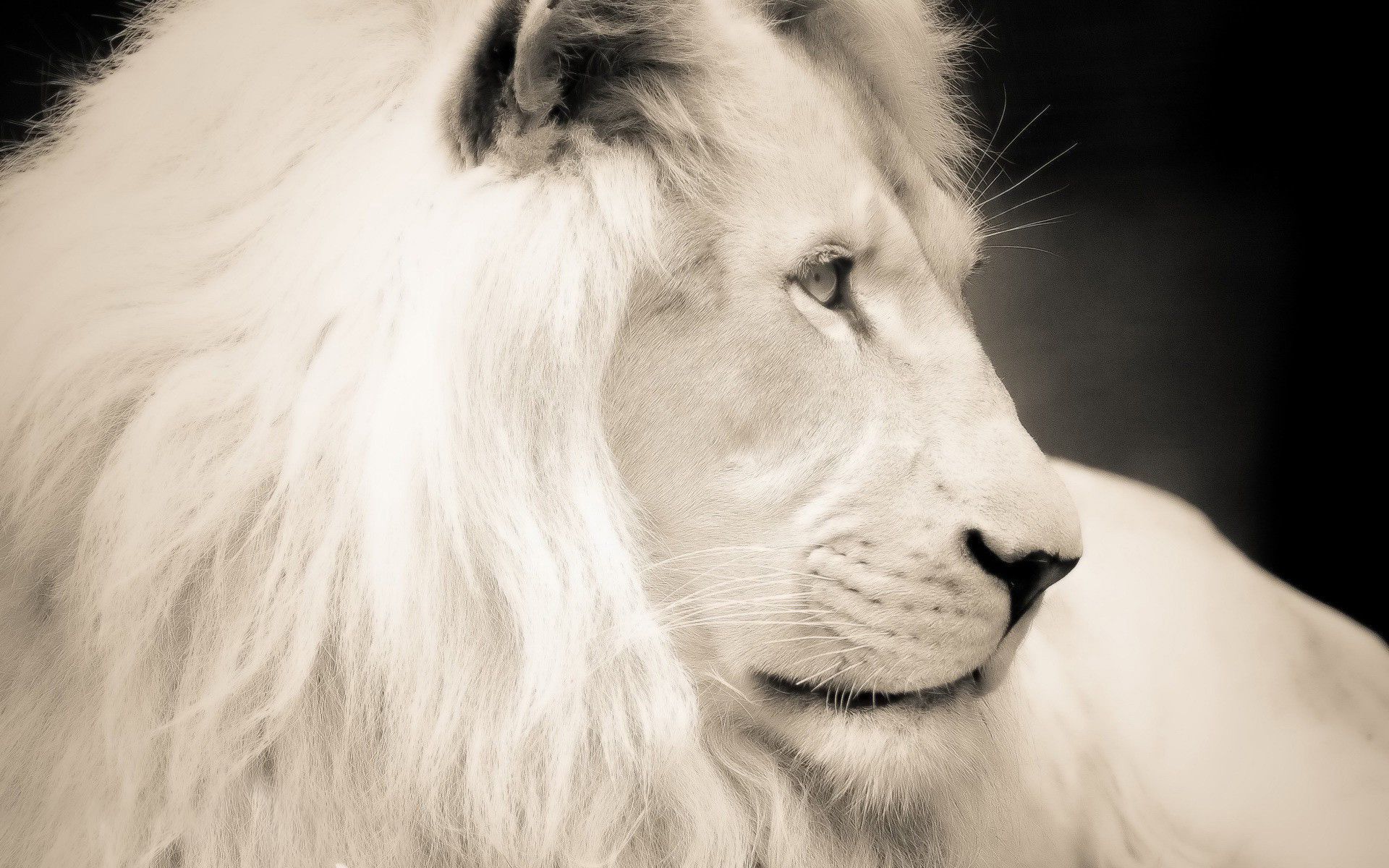 White Lion Pictures HD Wallpapers Live HD Wallpaper HQ