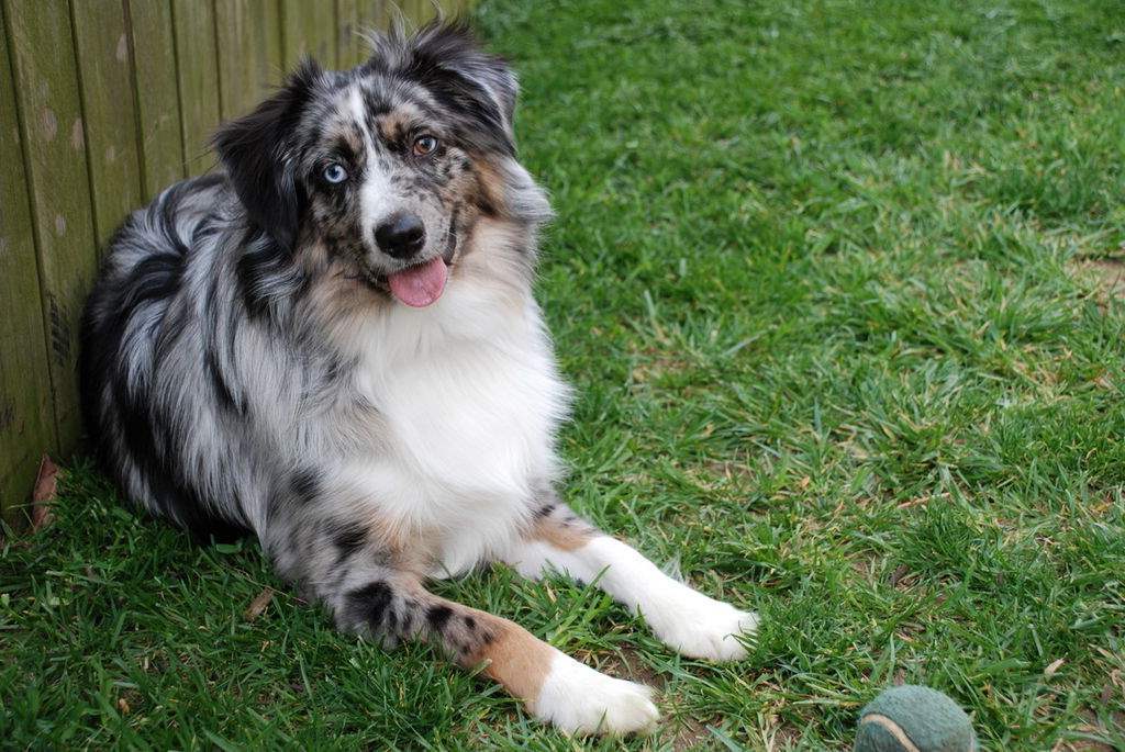 Australian Shepherd Blue Merle Wants To Play Ball Puppies Wallpaper