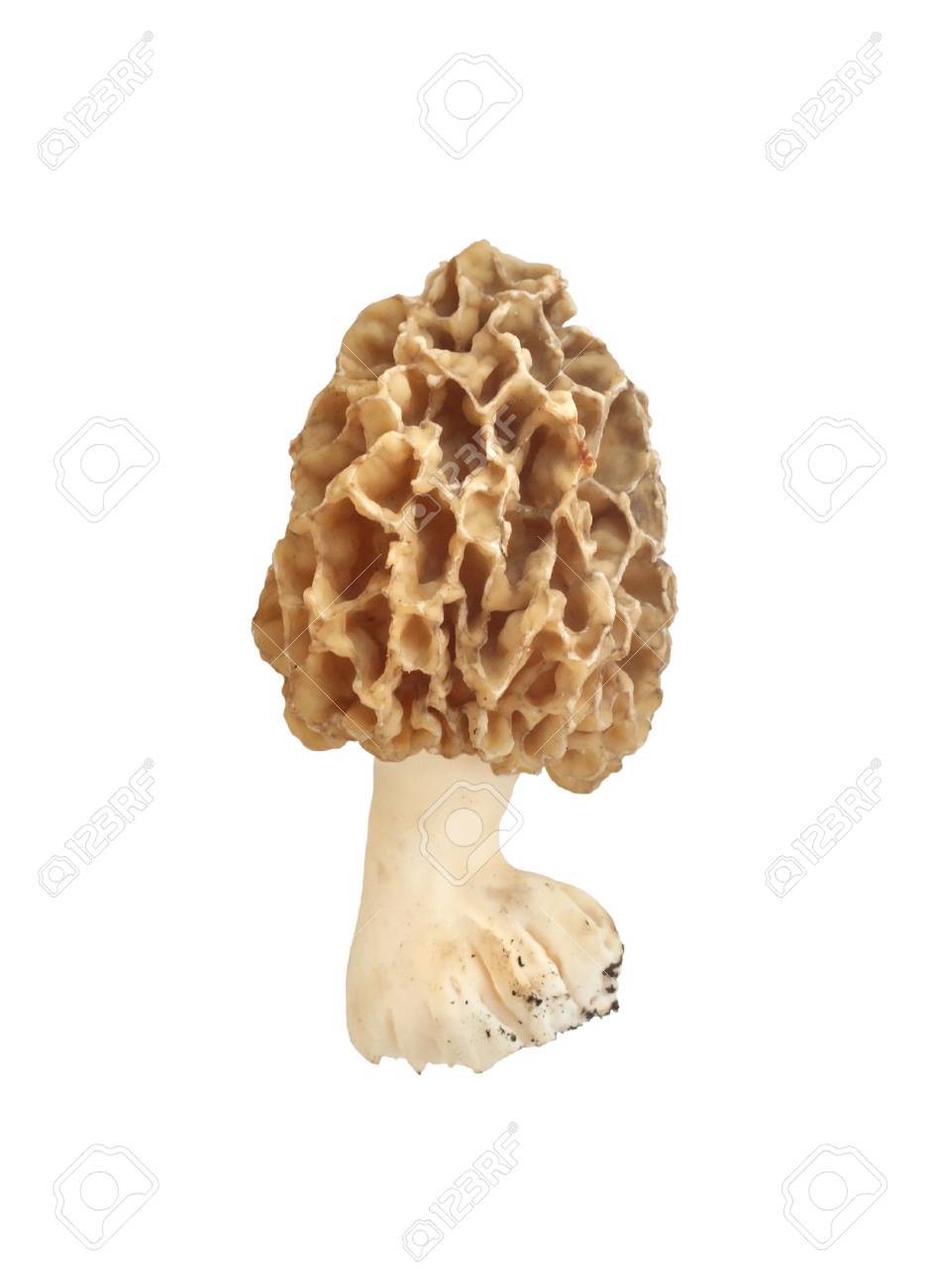 Morel Mushroom Isolated On White Background Stock Photo Picture