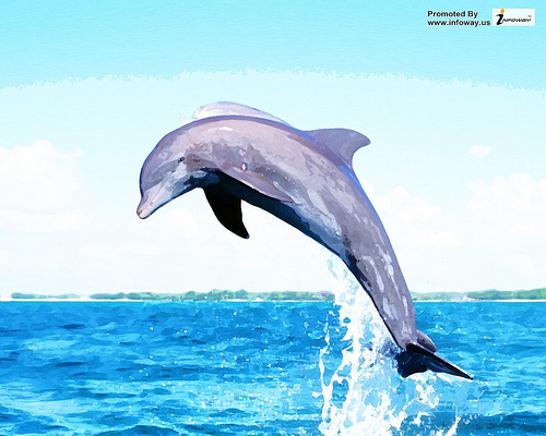 Living Dolphins Animated Wallpaper Photo Sharing