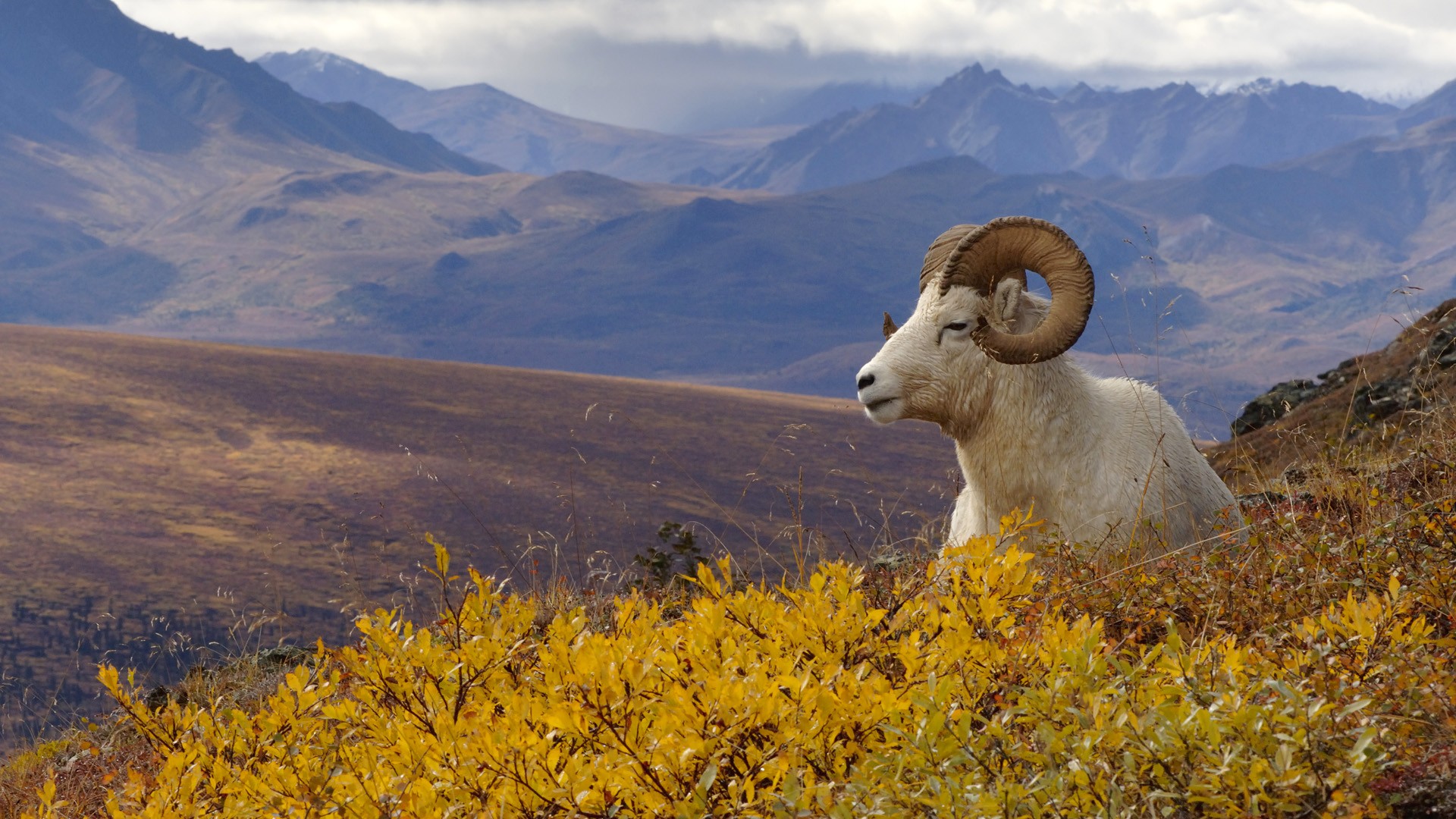 Alaska Sheep Wallpaper National Park