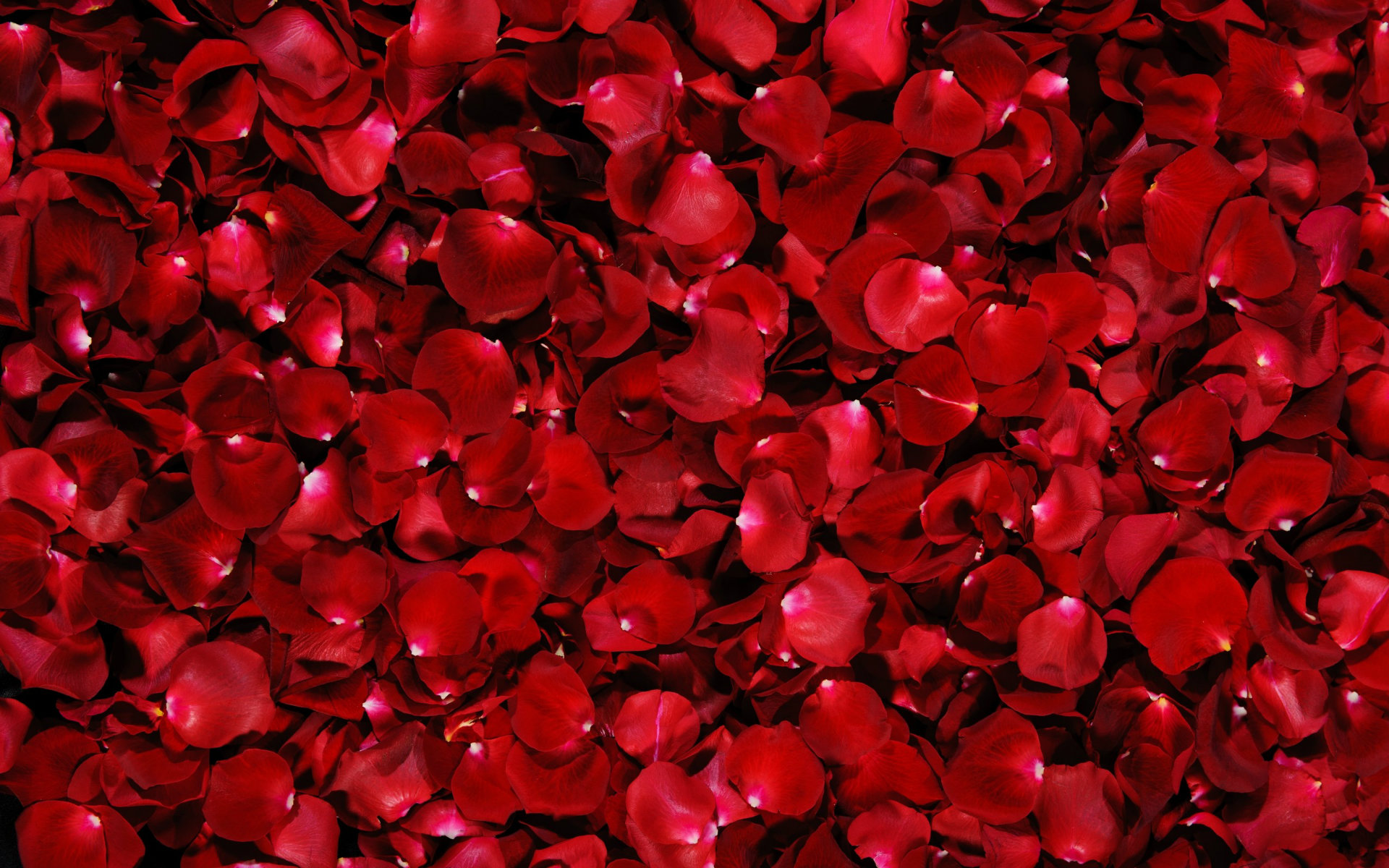 Beautiful Red Rose Petals HD Wallpaper Flower