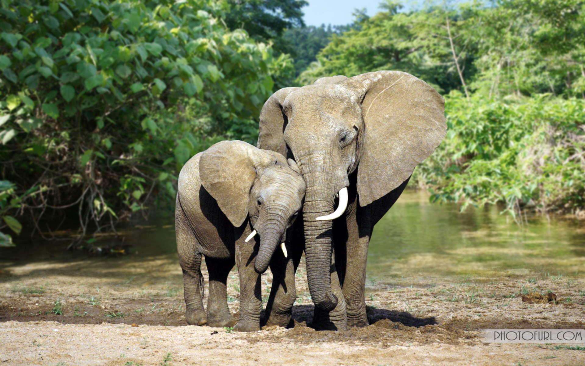 African Elephant Wallpaper