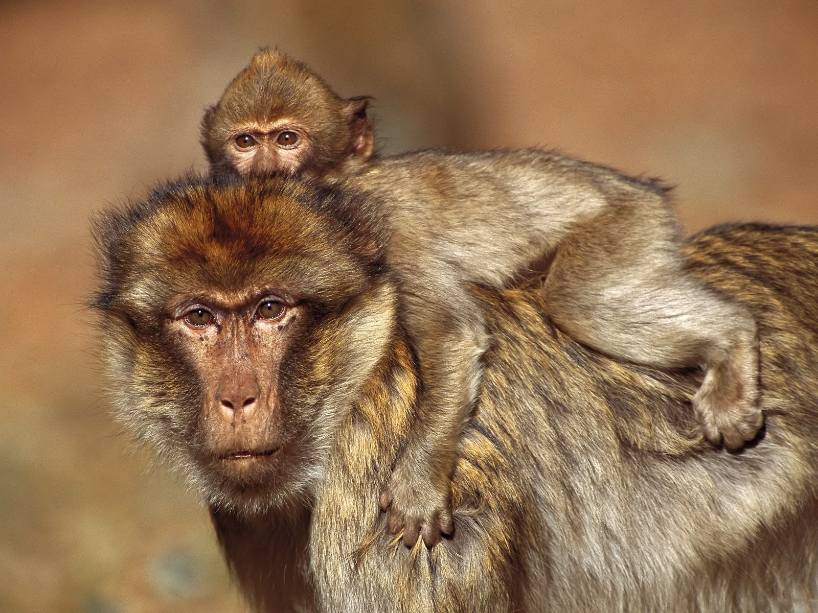A baby Barbary macaque rides on its mother's back