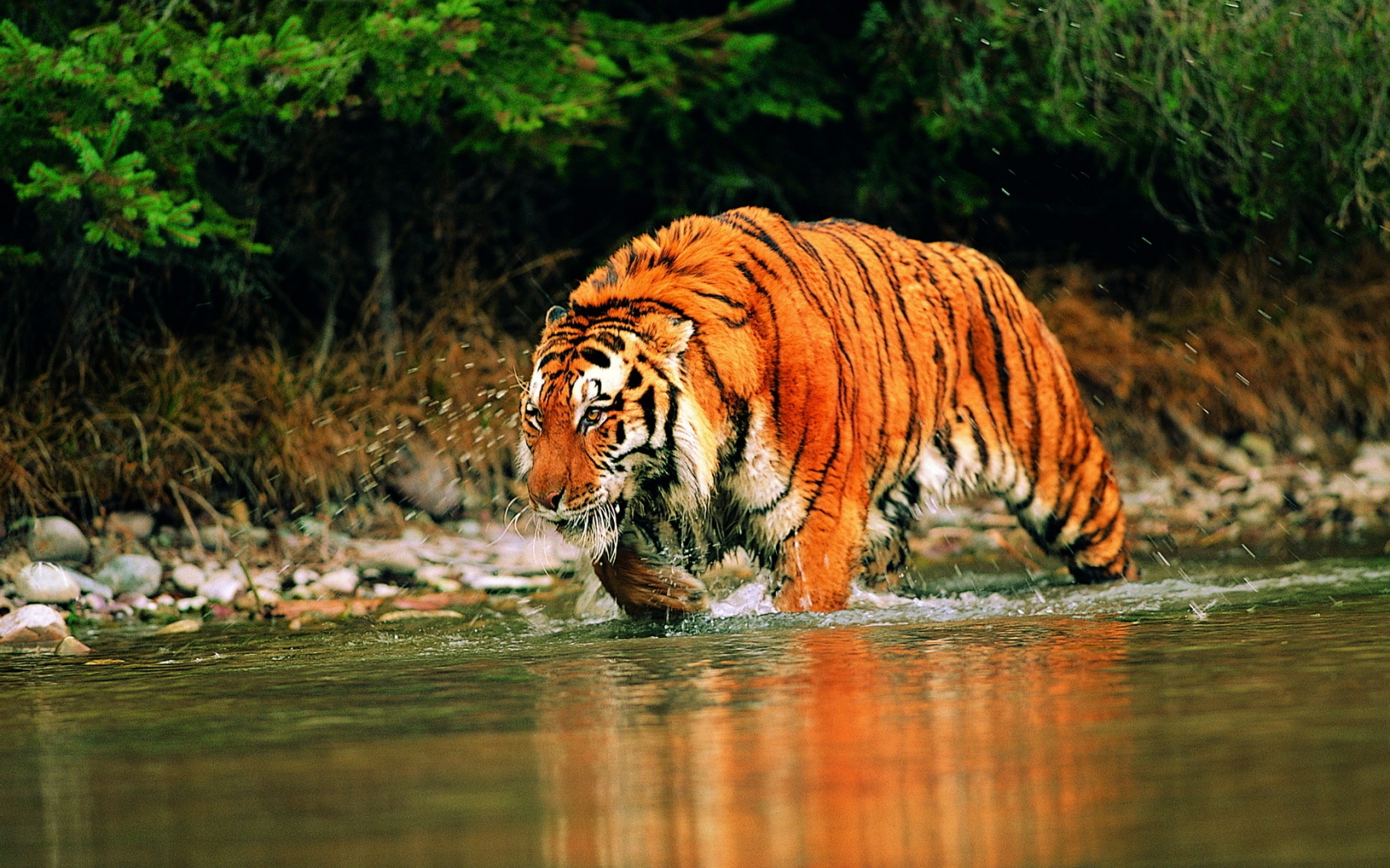 Description Tiger Wading Into Stream Wallpaper
