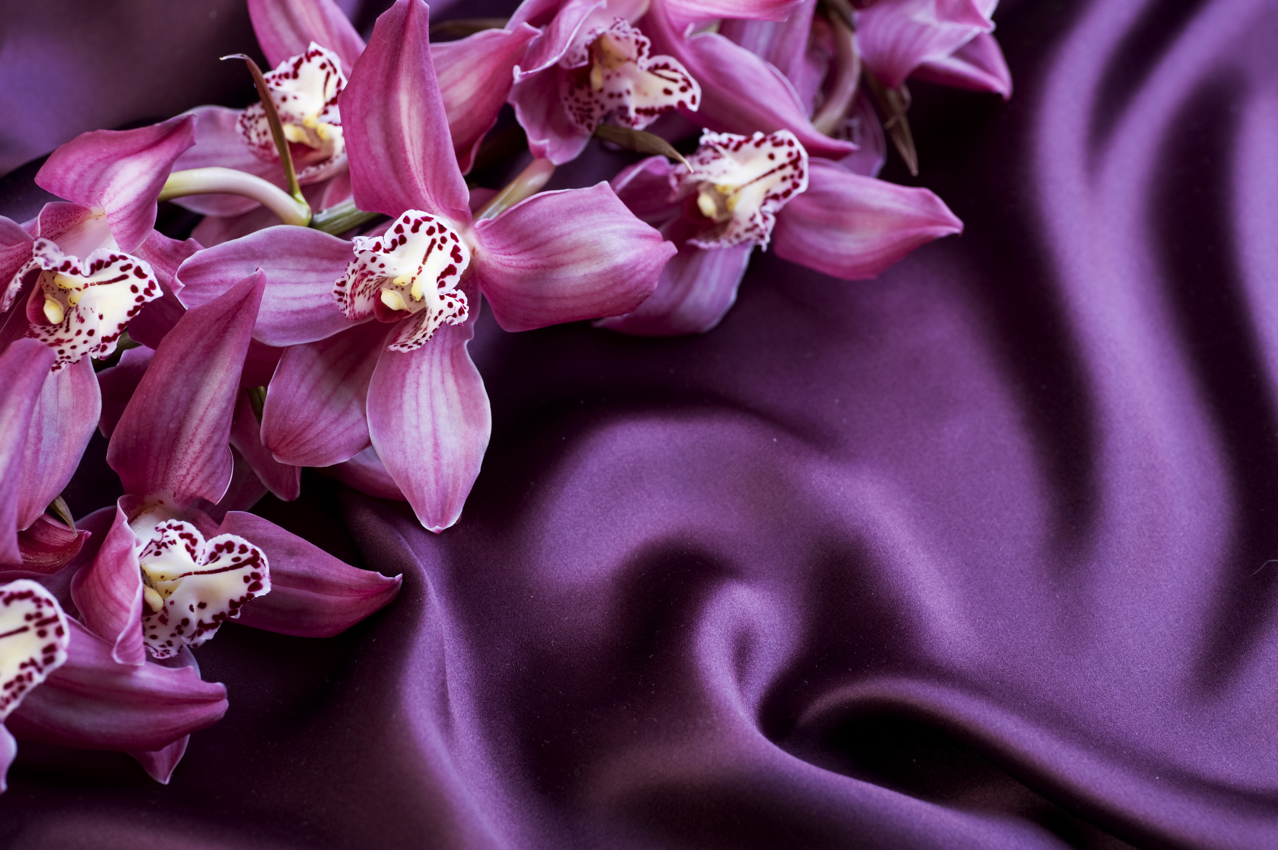 Satin With Orchids Background Gallery Yopriceville High