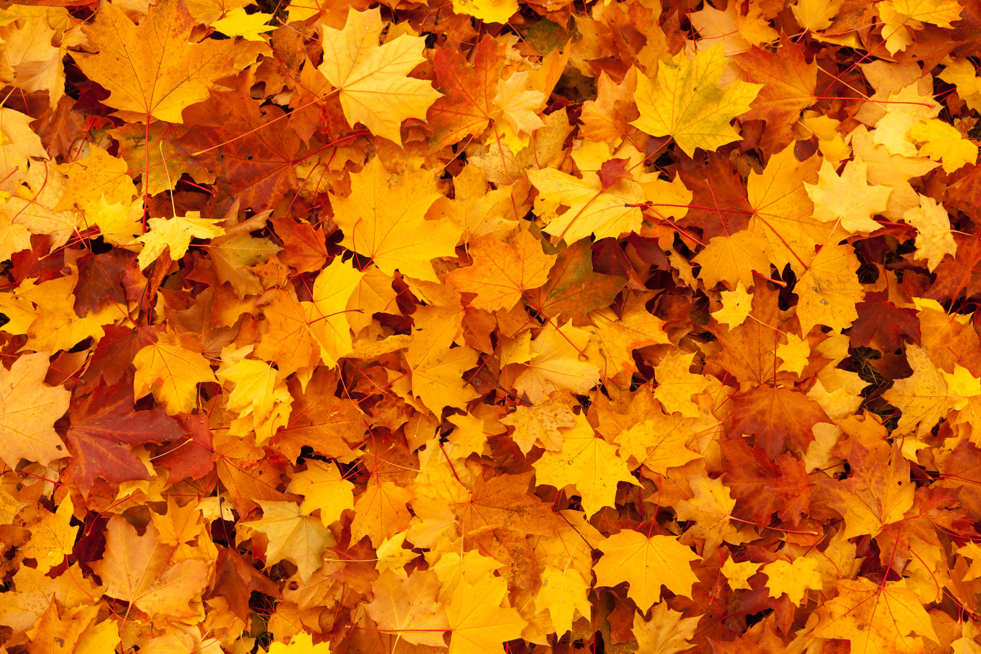 Maple Leaves Background Free Stock Photo HD   Public Domain Pictures