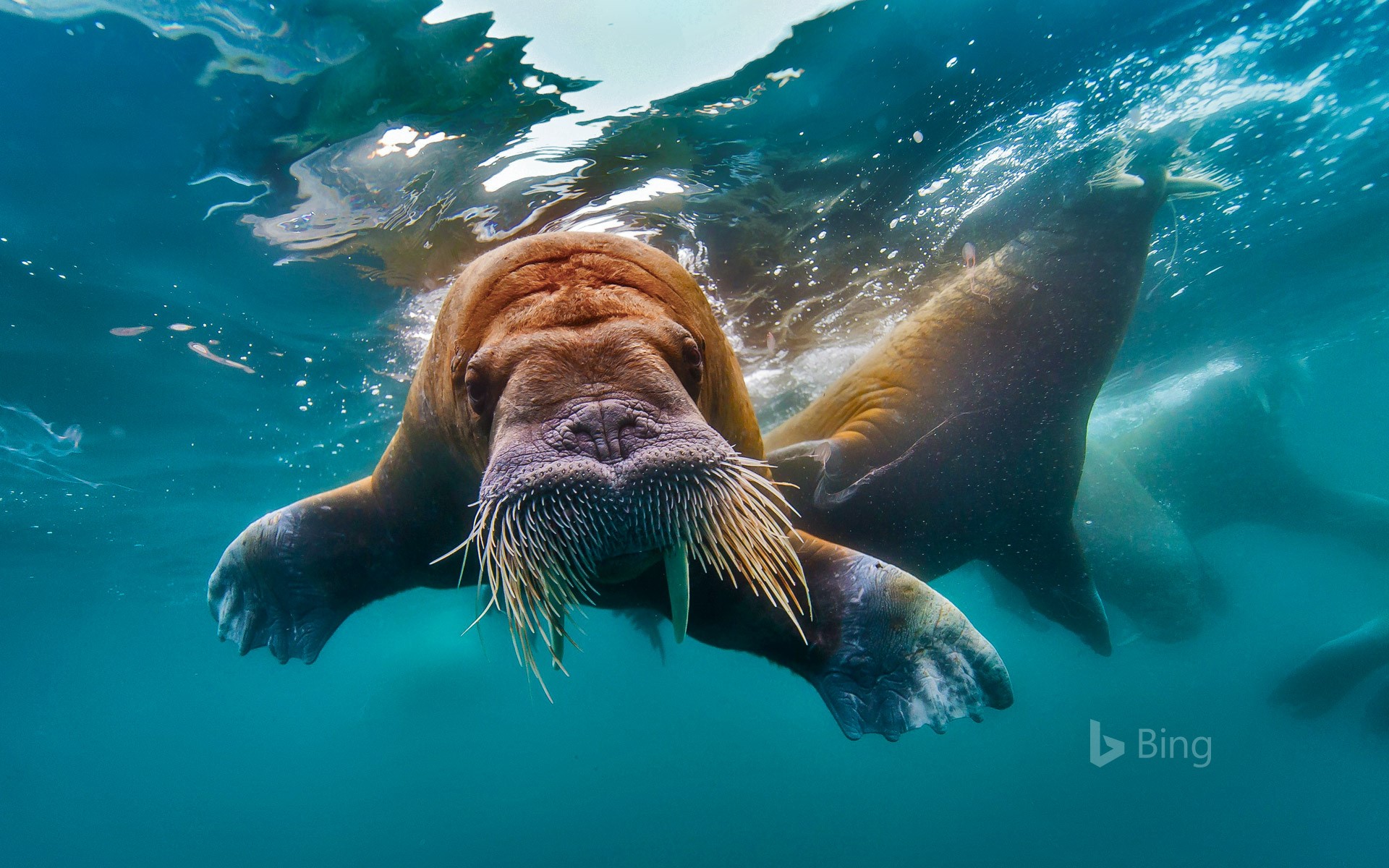Walrus Underwater HD Wallpaper IHD
