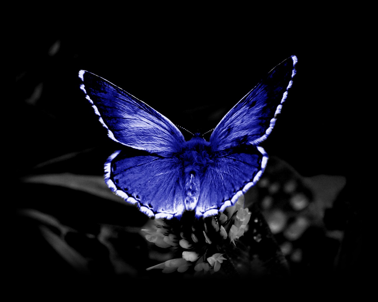 Blue Butterfly 2 screensavers for windows 7 Butterfly For 7