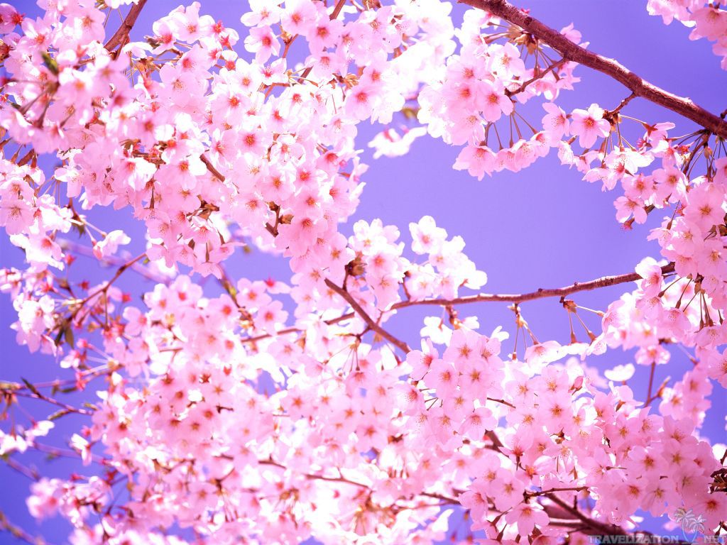 Amazing Cherry Blossom Wallpaper