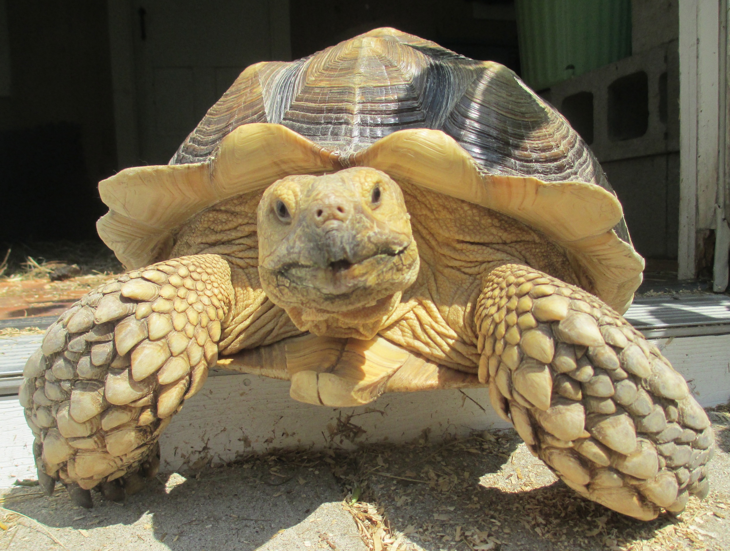 Sulcata Tortoise Wallpaper Animal Hq Pictures