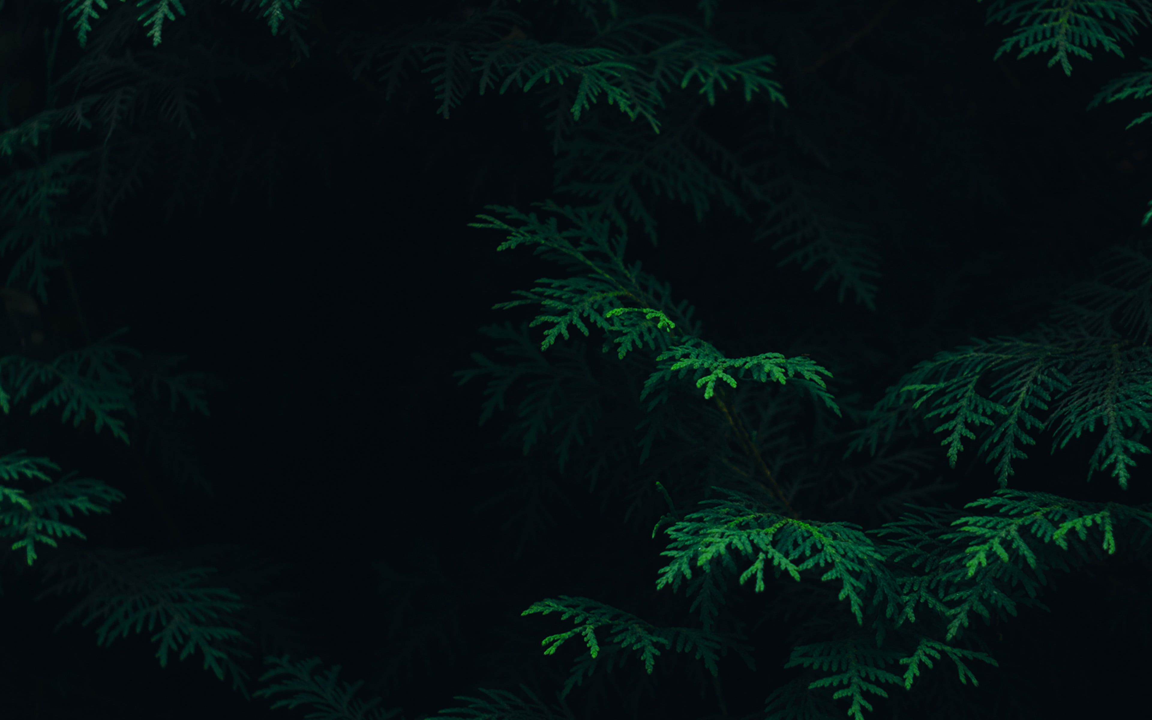 Dark Green Tree Wallpaper