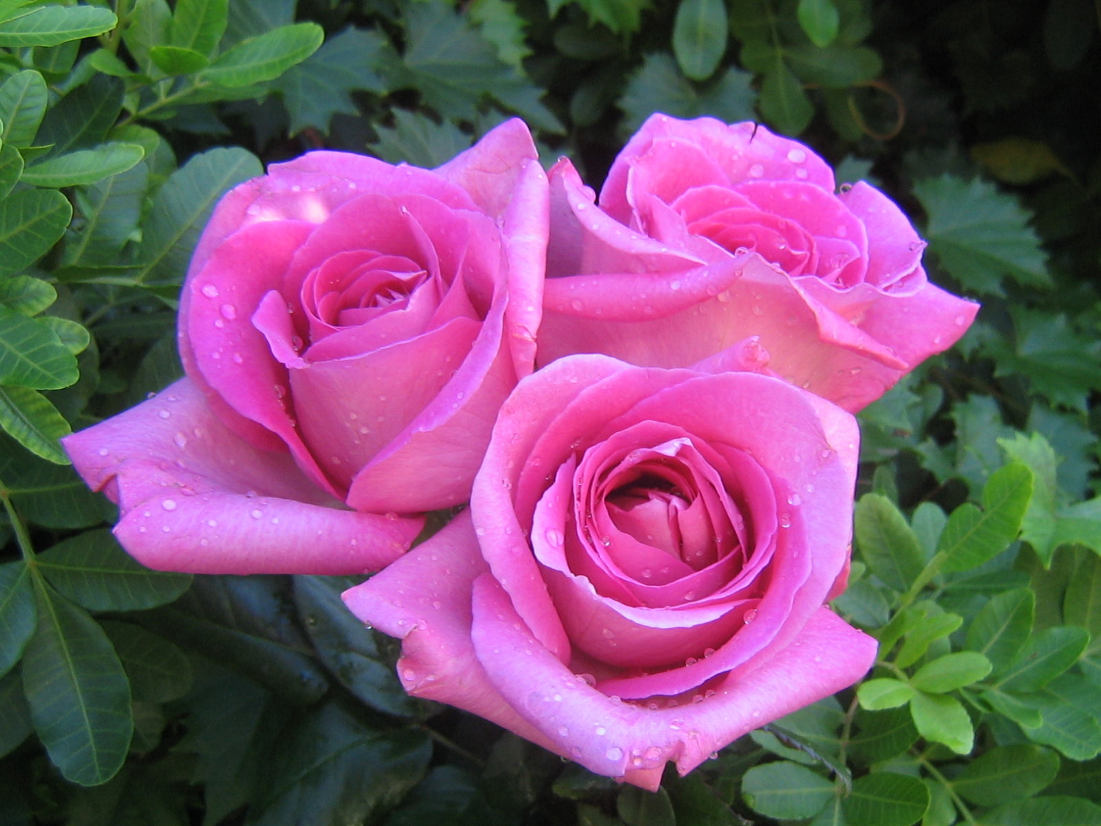 Three Beautiful Pink Roses
