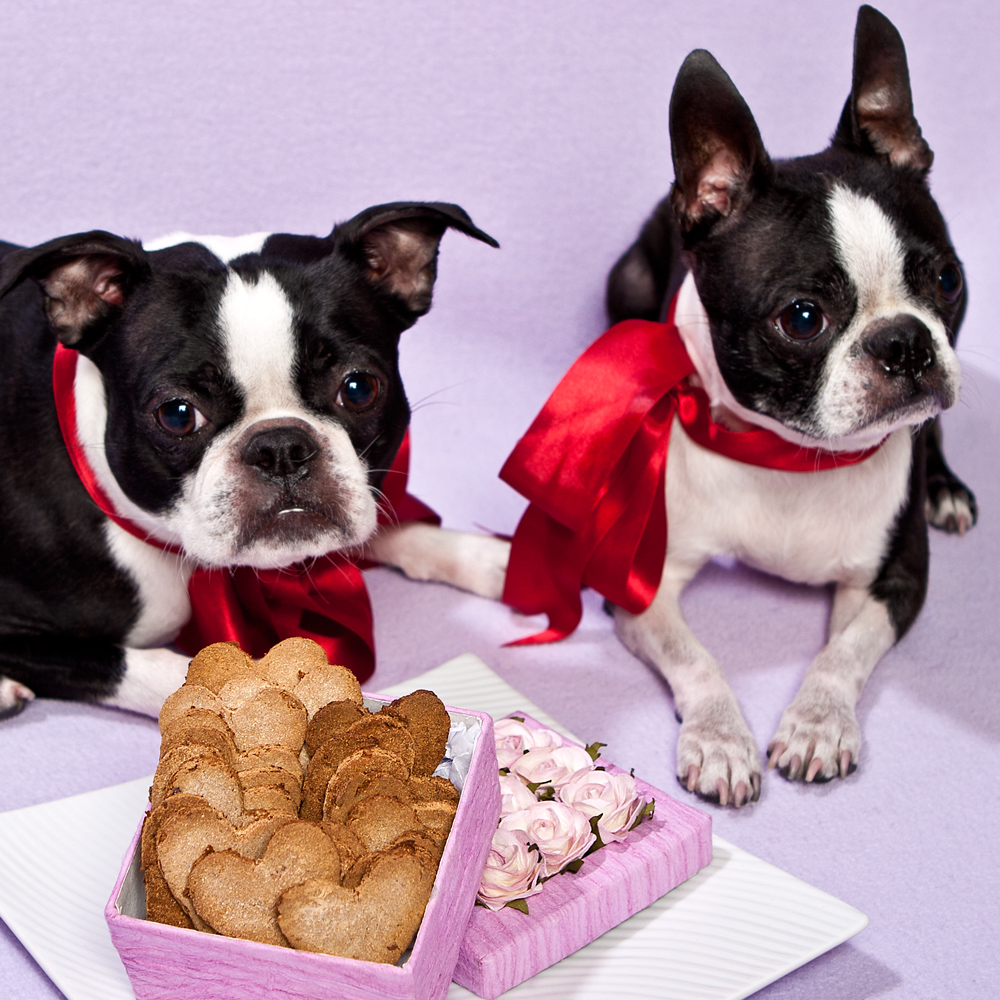 French Bulldogs Valentine S Day Photo And Wallpaper