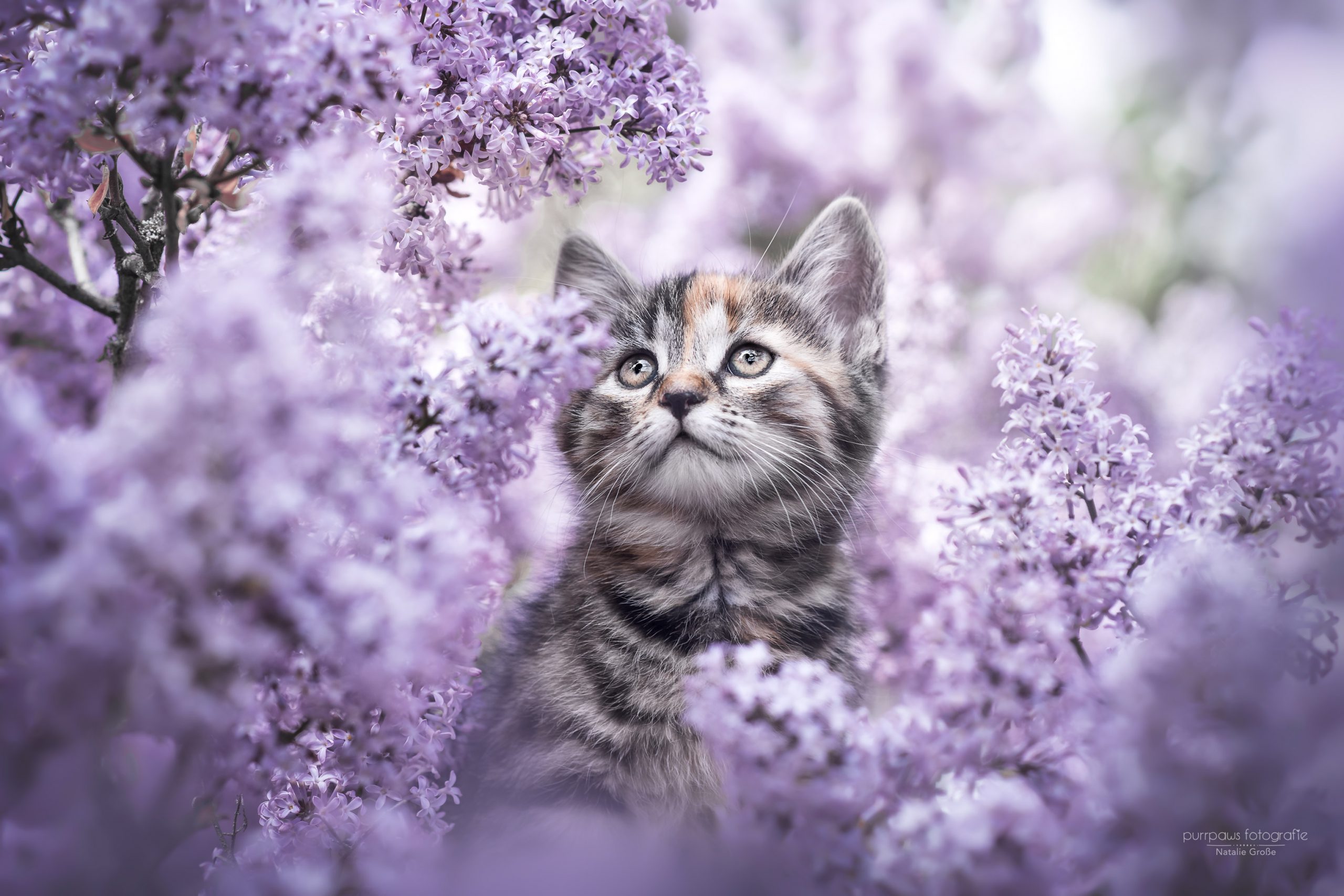 Cute Kitten In Flowers HD Wallpaper Background Image