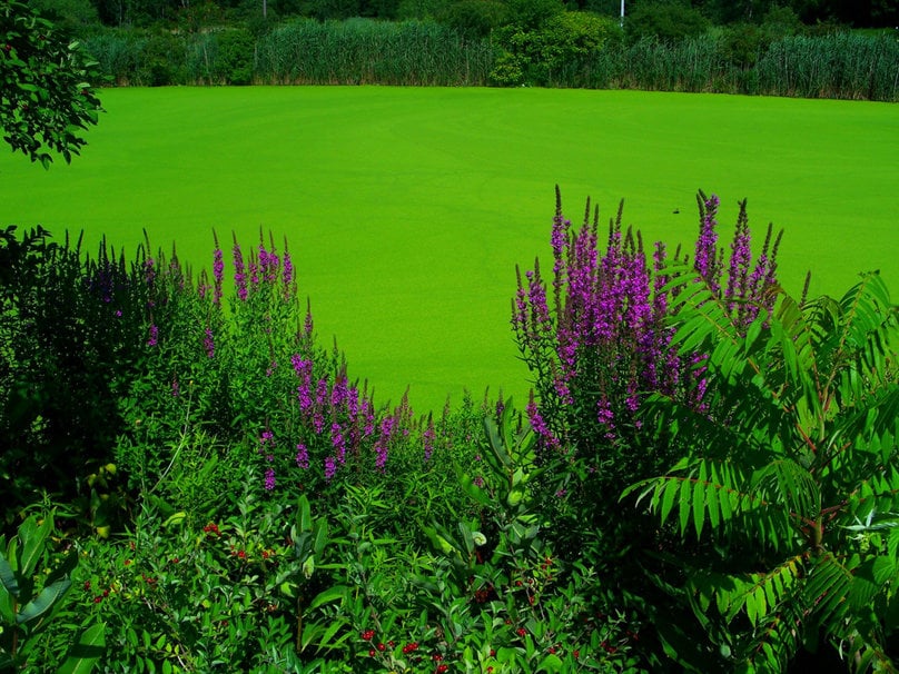 Purple and green wallpaper   ForWallpapercom