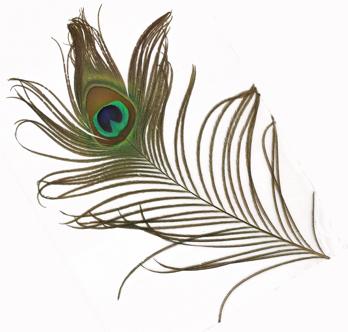 Peacock Feather Clip Art On