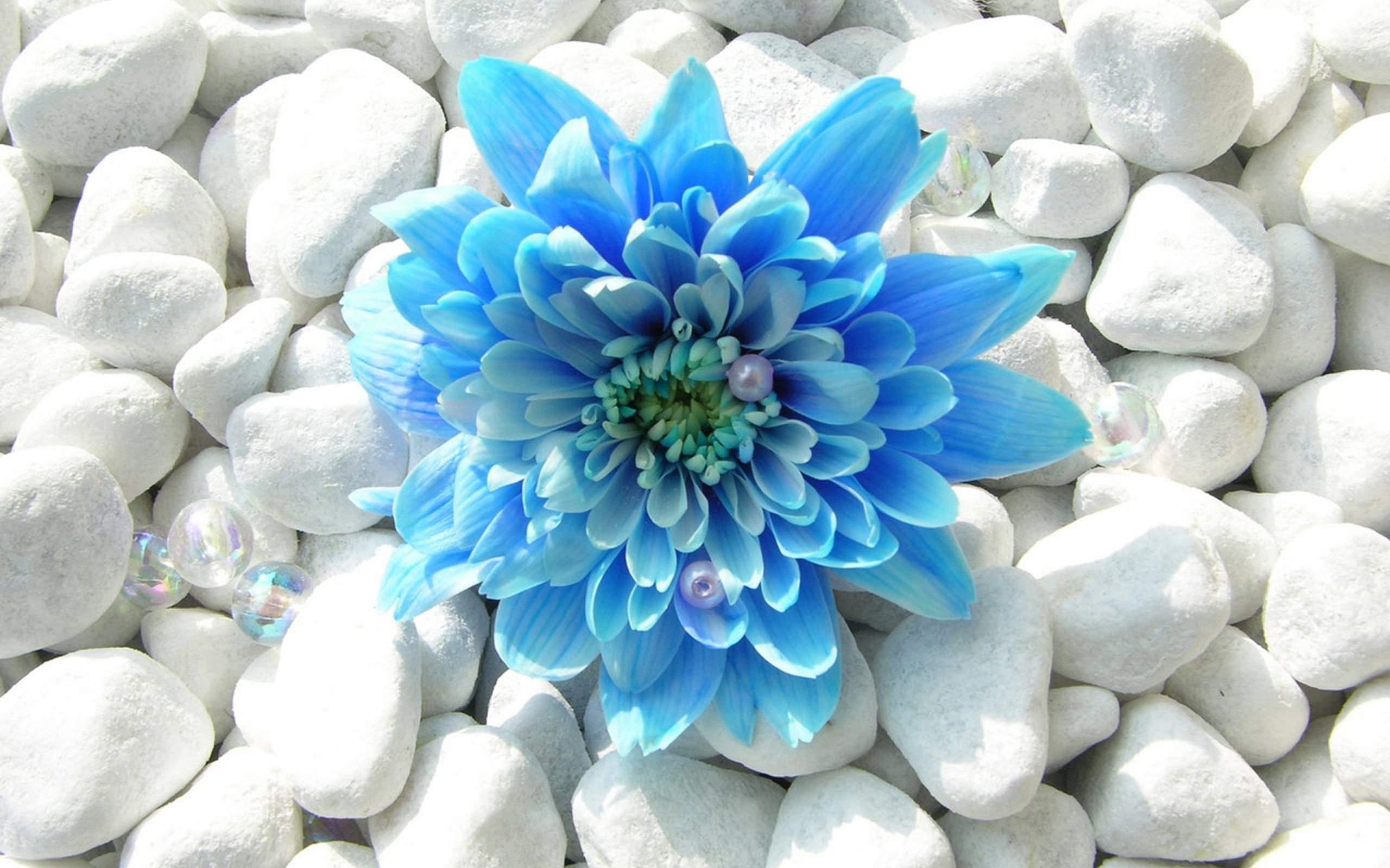 Blue Flower Desktop Wallpaper HD