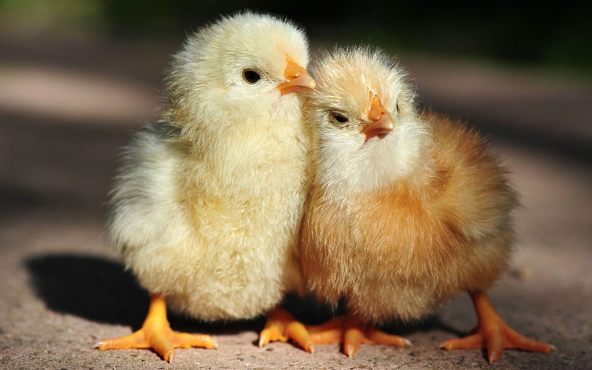 Baby Chickens Widescreen Wallpaper