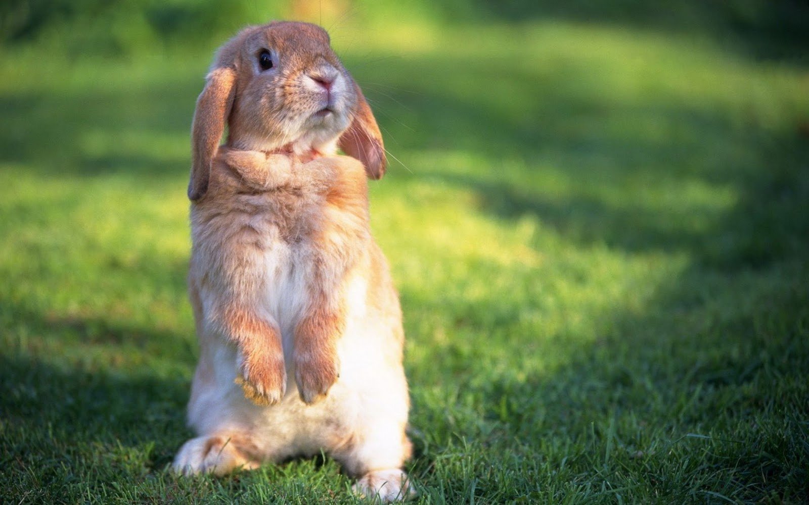 All Wallpapers Cute Rabbit hd Wallpapers 2013 1600x1000