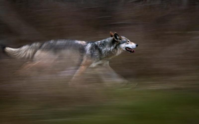 HD Wolf Running Wallpaper