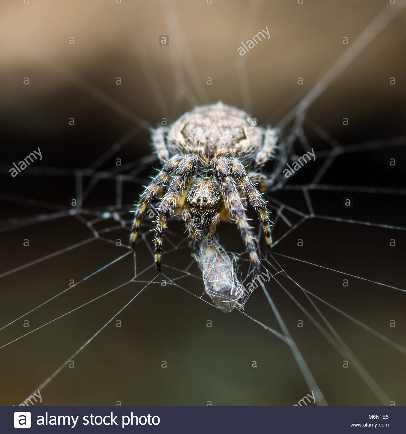 Spider And Prey Web Trap On Dark Background Stock Photo