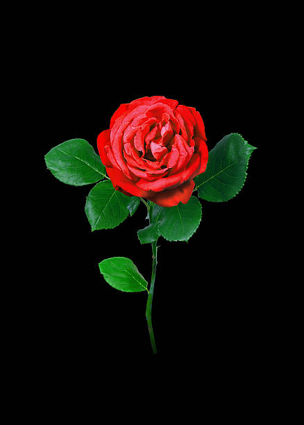 Royalty Black Background Single Rose