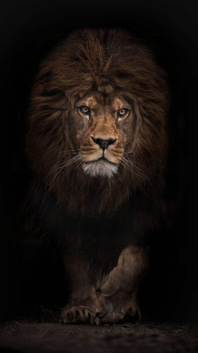 Lion iPhone Wallpaper - WallpaperSafari