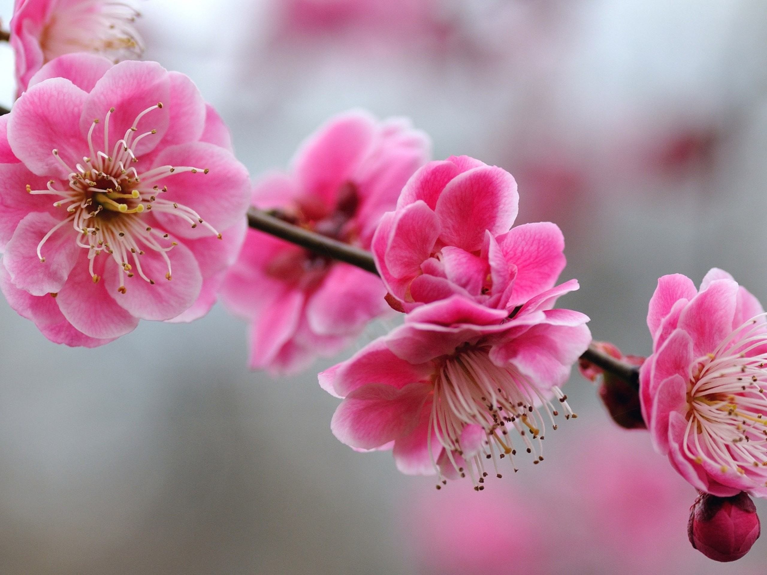 Cute Girly Wallpaper For Laptop
