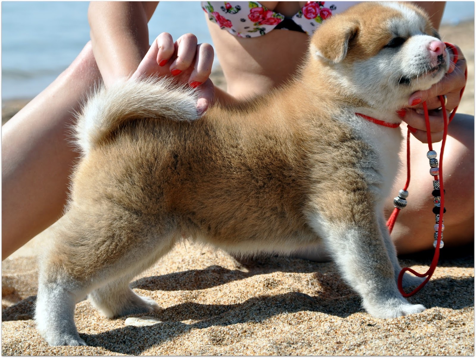Stand Akita Inu Puppy Wallpaper And Image Pictures