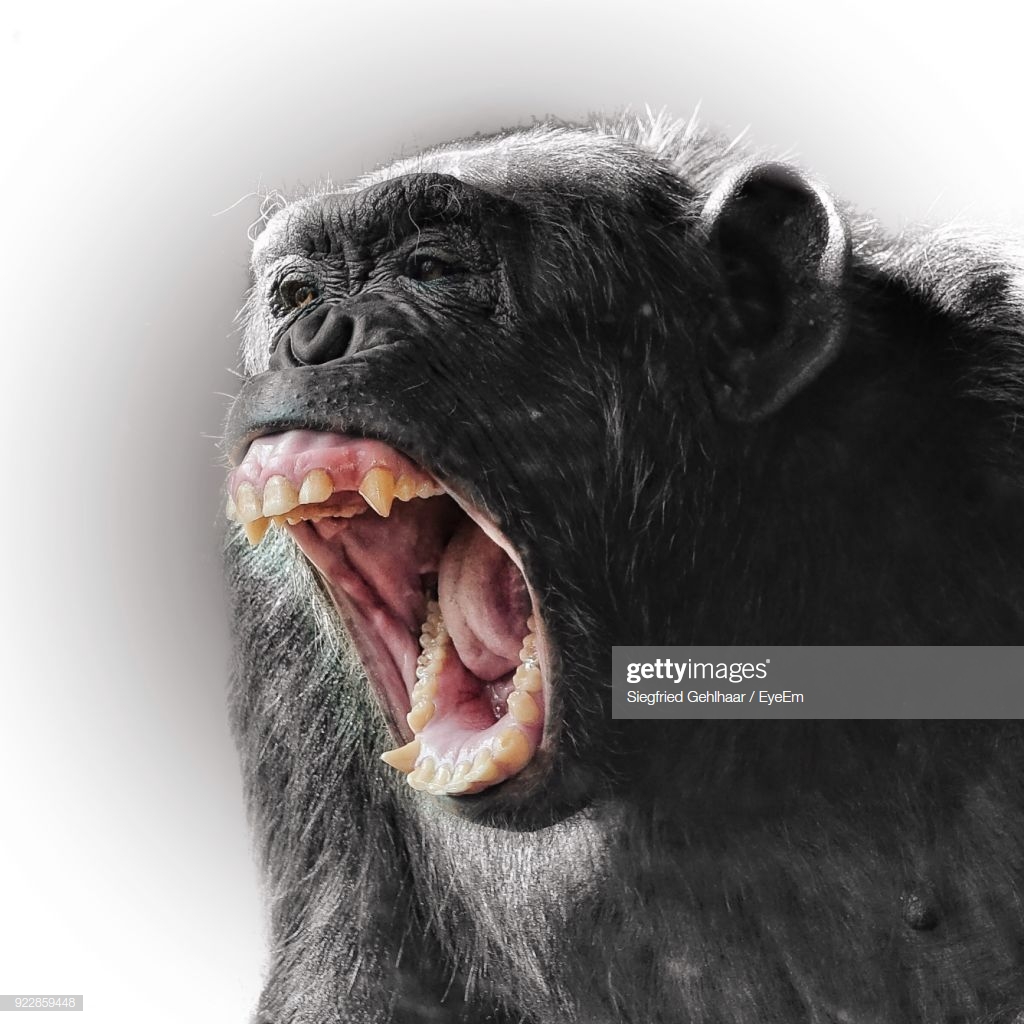 Closeup Of Ape Screaming Against White Background High Res Stock