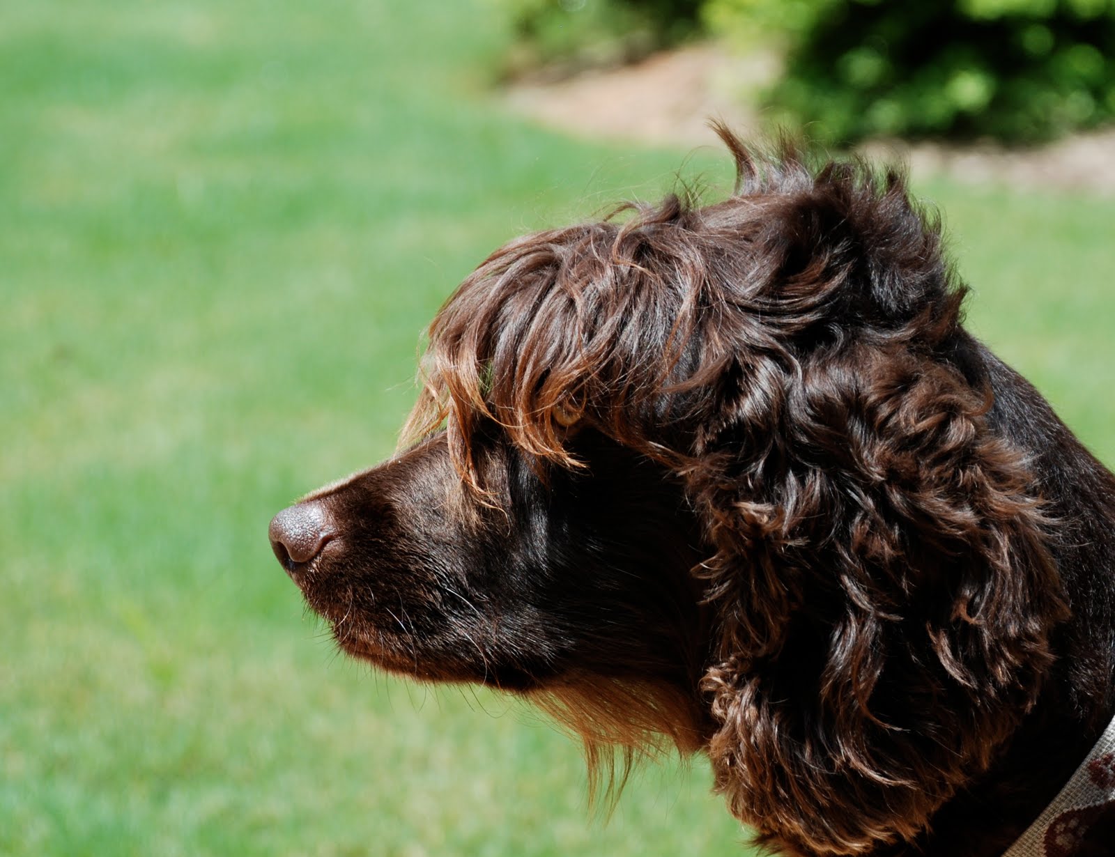 Lovely Brown Boykin Spaniel Photo And Wallpaper Beautiful