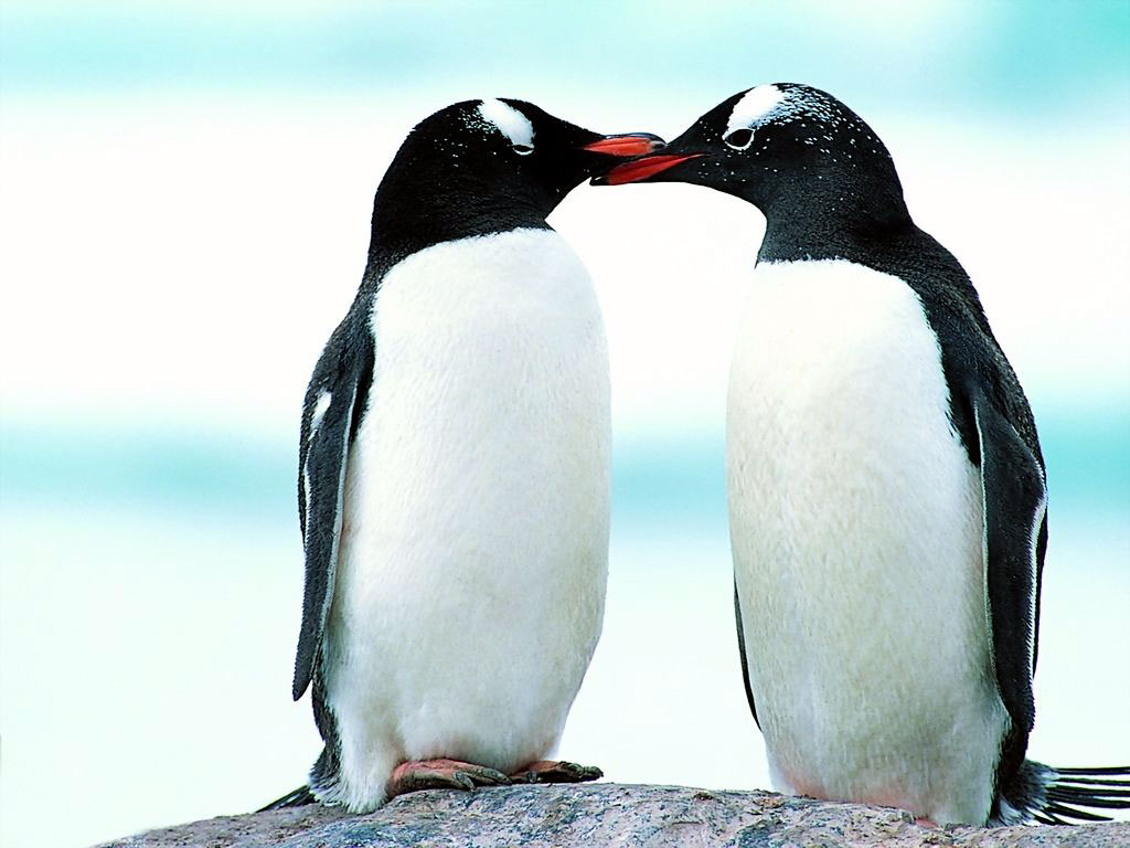 Lovely Wallpapers Penguin Birds Cute Wallpapers