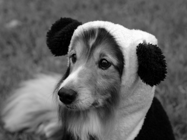 Sheltie Breed Dog In A Funny Hat Wallpaper And Image