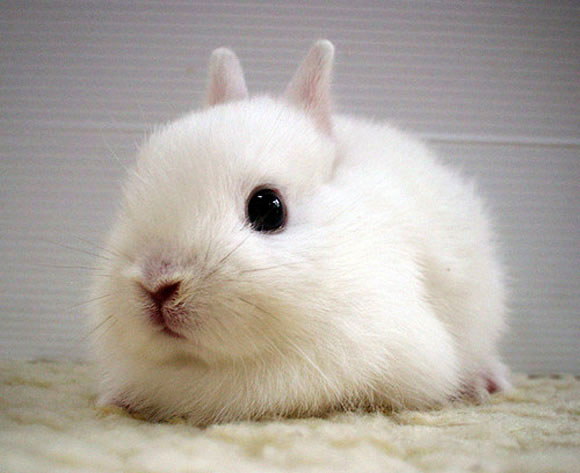 20 of the most Adorable and Cute Baby Bunny Pictures Furry Talk