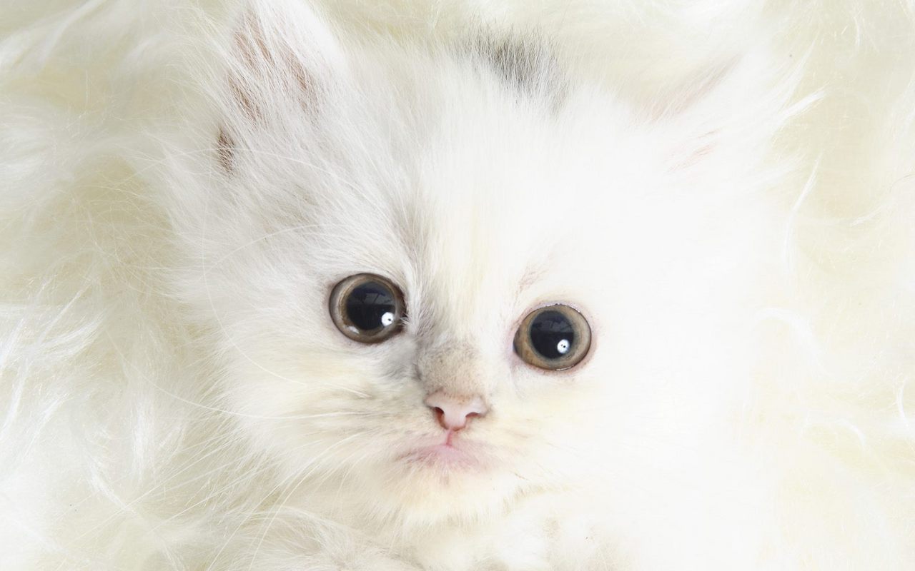 Cute Kittens Wallpaper Image Amp Pictures Becuo