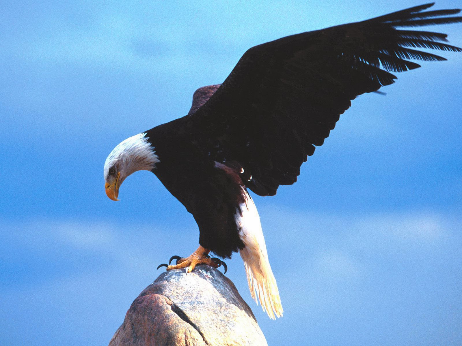 Best Top Desktop Eagle Wallpaper HD Picture
