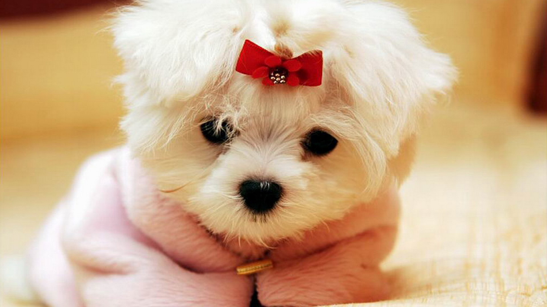 Pink Dog Wallpaper