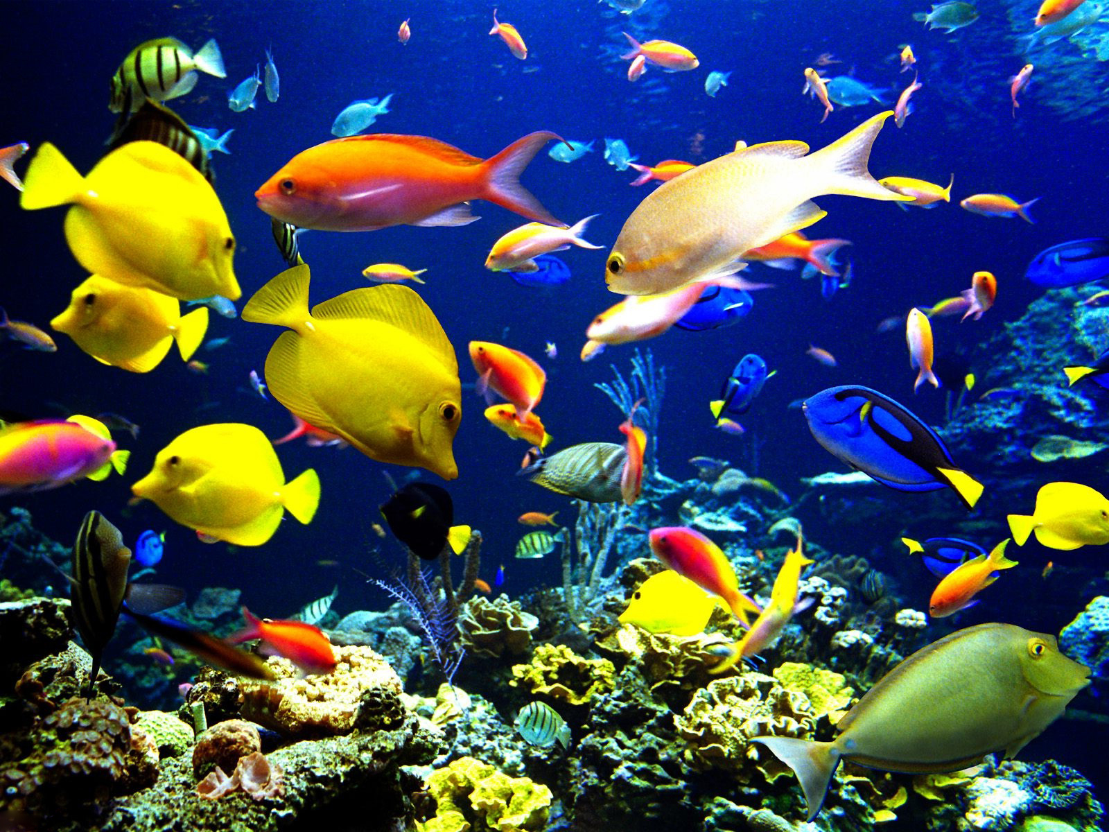 Underwater Fish Background HD4wallpaper