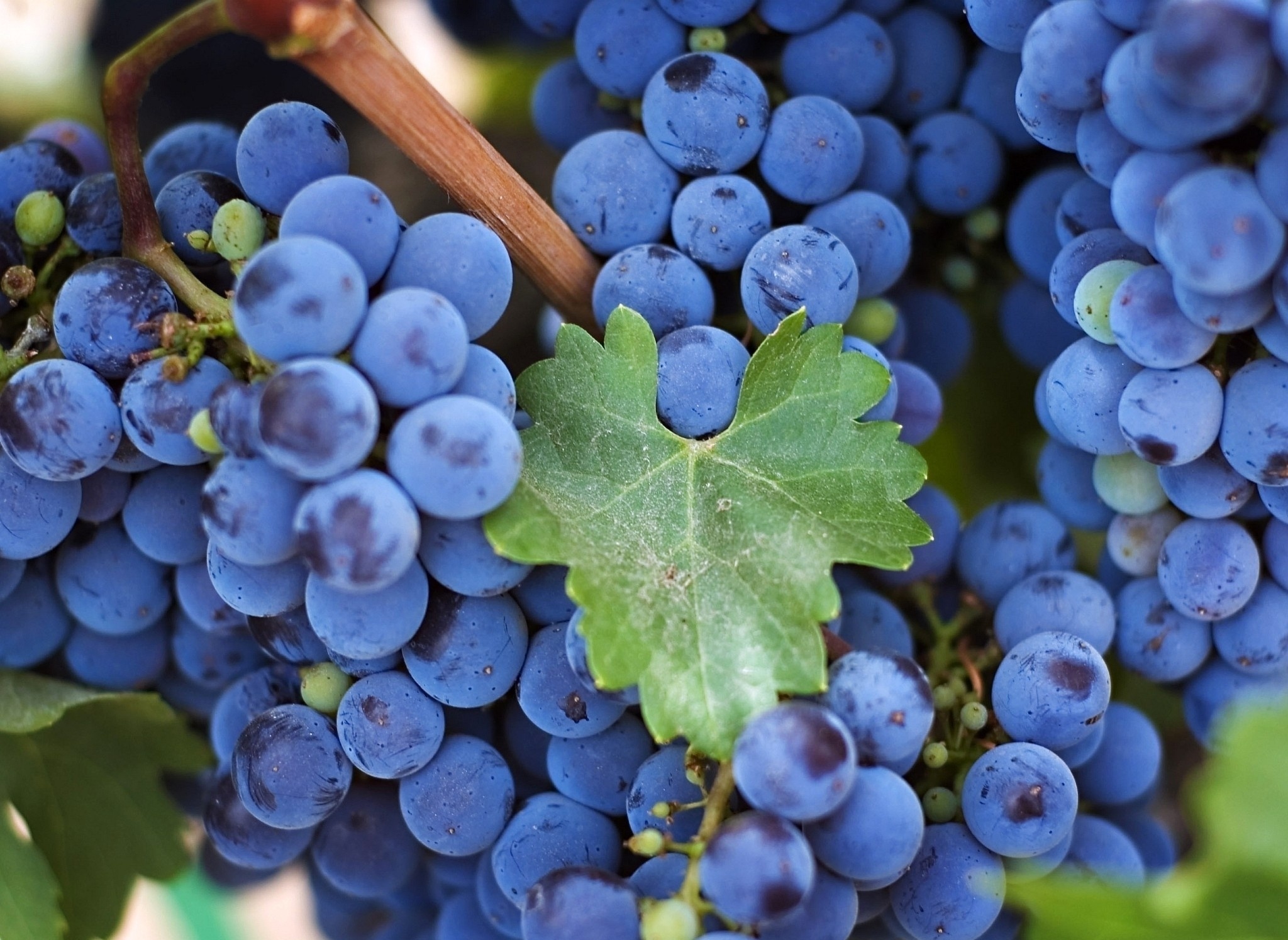 Grapes HD Wallpaper And